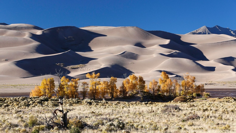 Trees with yellow leaves in front of desert hills